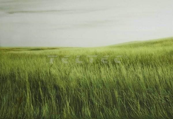 walimex pro Fotomotiv-Hintergrund Grass, 3x6m